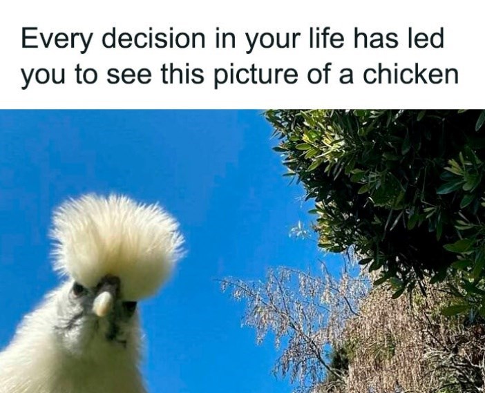 Every decision in your life has led you to see this picture of a chicken
