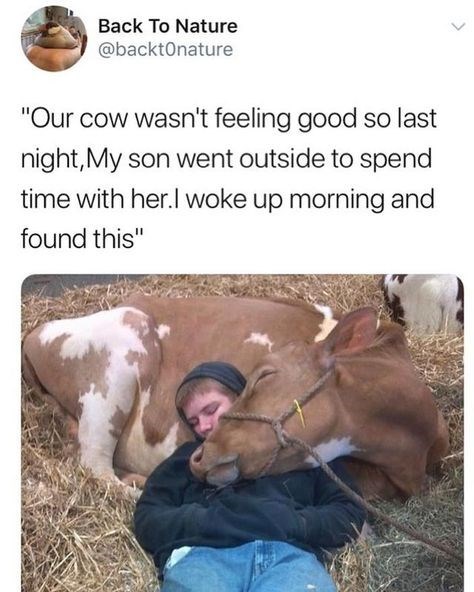Back To Nature @backtonature "Our cow wasn't feeling good so last night, My son went outside to spend time with her. I woke up morning and found this"
