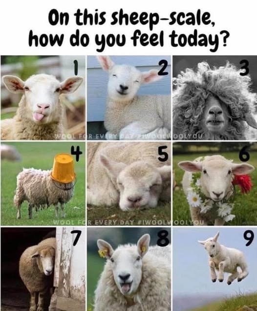 On this sheep-scale, how do you feel today? 2 WOOL FOR EVERY DAY WOOLWOOLYOU 4 5 WOOL FOR EVERY DAY #IWOOLWOOLYOU 7 9