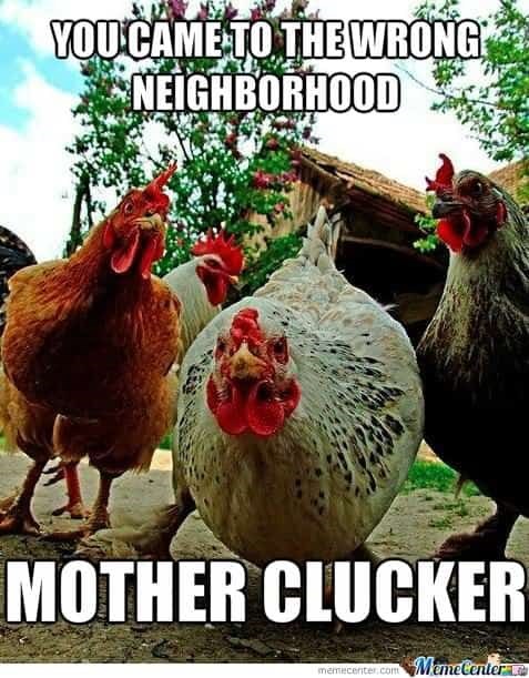 YOU CAME TO THE WRONG NEIGHBORHOOD MOTHER CLUCKER memecenter.com Meme Center