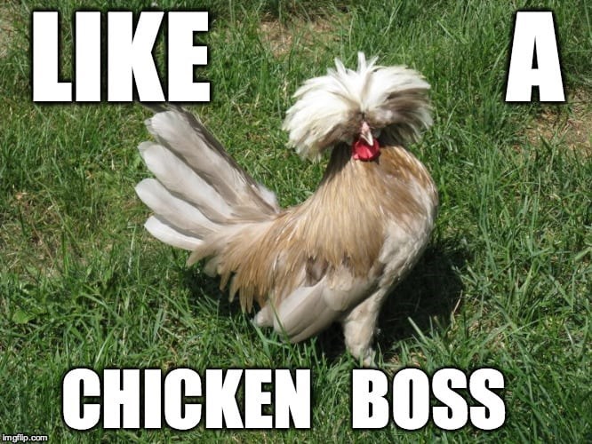 LIKE A imgflip.com CHICKEN BOSS