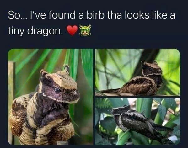 So... I've found a birb tha looks like a tiny dragon.
