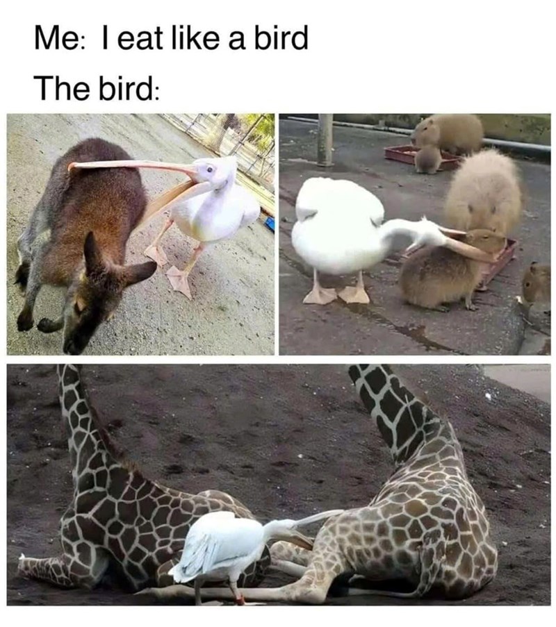 Me: I eat like a bird The bird:
