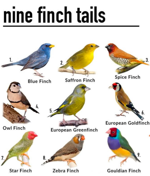 7. nine finch tails 1. 2. Spice Finch Blue Finch Saffron Finch 4. 5. 3. European Goldfinch Owl Finch European Greenfinch 9. Star Finch Zebra Finch Gouldian Finch
