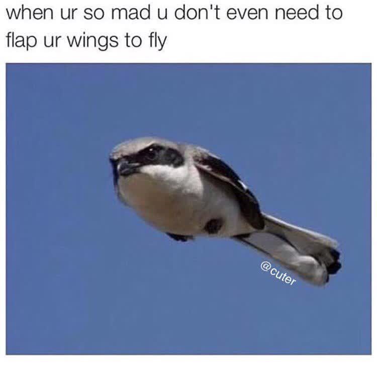 when ur so mad u don't even need to flap ur wings to fly @cuter