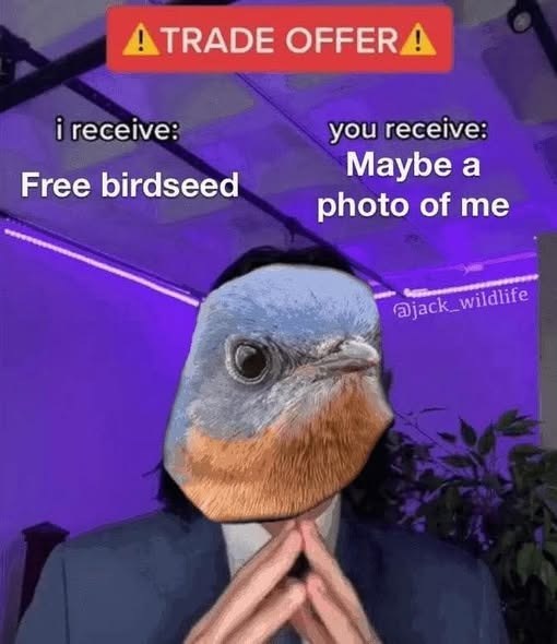 ATRADE OFFERA i receive: Free birdseed you receive: Maybe a photo of me @jack_wildlife
