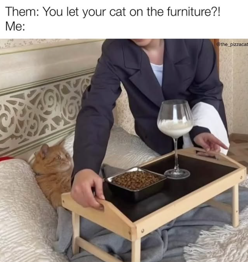 Them: You let your cat on the furniture?! Me: @the_pizzacat