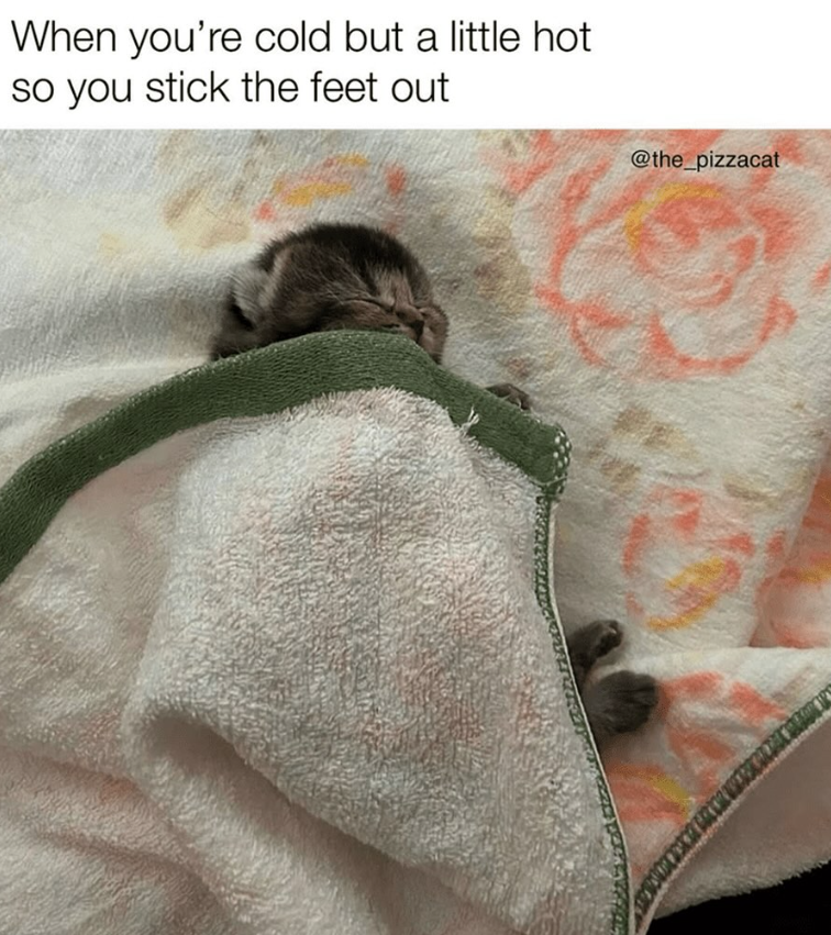 When you're cold but a little hot so you stick the feet out @the_pizzacat