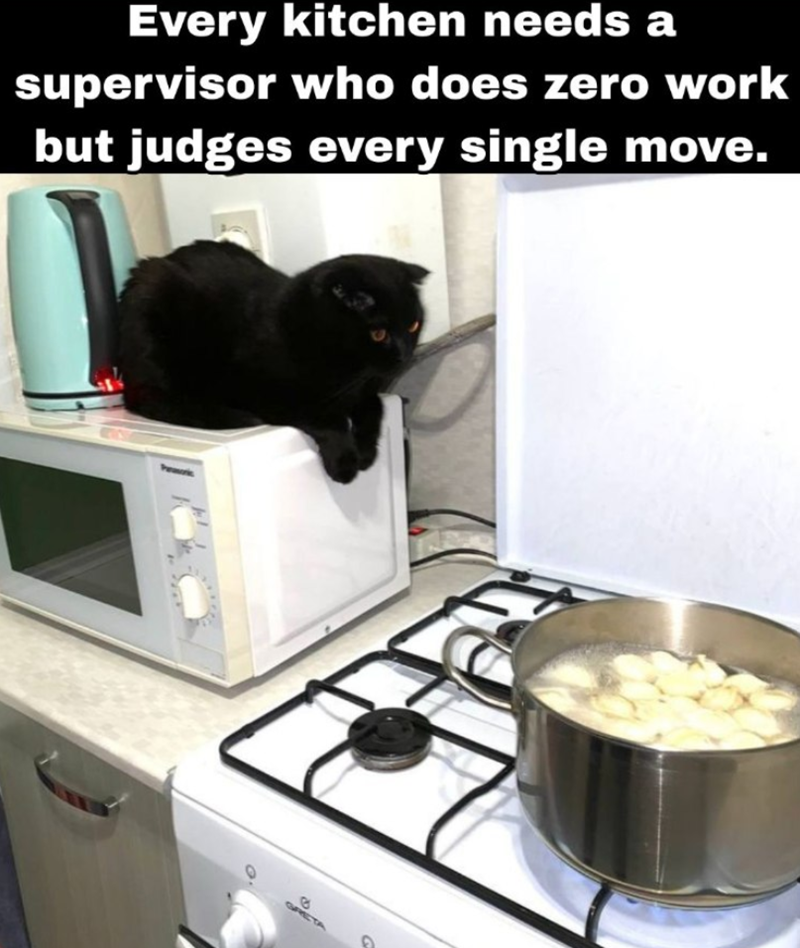 Every kitchen needs a supervisor who does zero work but judges every single move. G