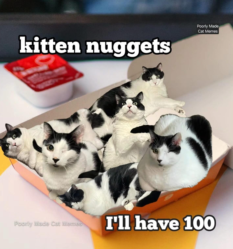 kitten nuggets Poorly Made Cat Memes Poorly Made Cat Memes I'll have 100