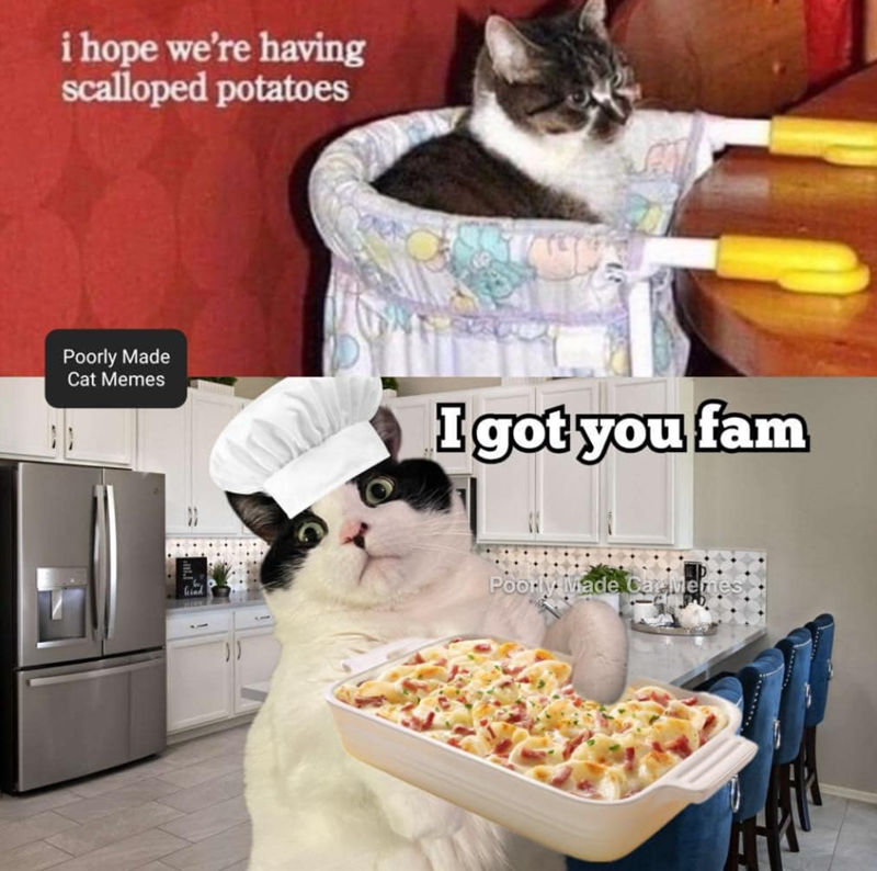 i hope we're having scalloped potatoes Poorly Made Cat Memes I got you fam Poorly Made CareMemes