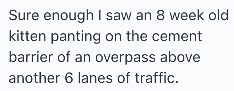 Sure enough I saw an 8 week old kitten panting on the cement barrier of an overpass above another 6 lanes of traffic.