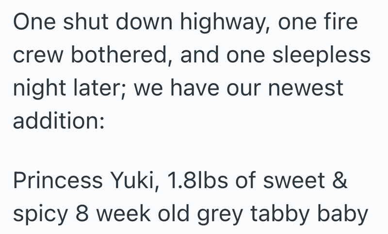 One shut down highway, one fire crew bothered, and one sleepless night later; we have our newest addition: Princess Yuki, 1.8lbs of sweet & spicy 8 week old grey tabby baby