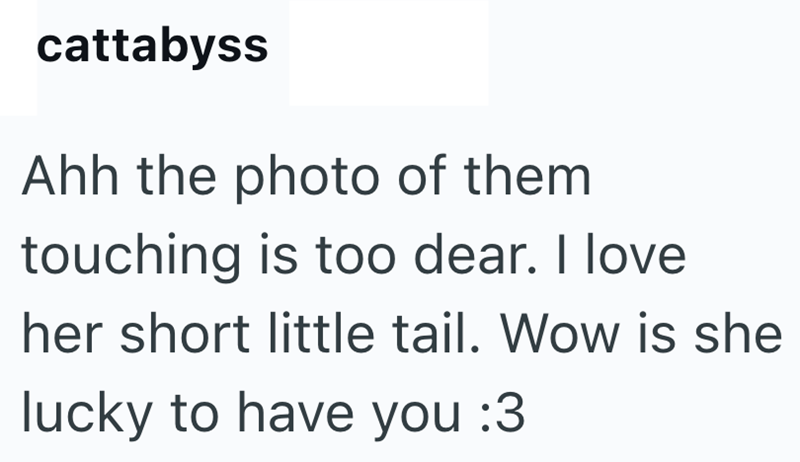 cattabyss Ahh the photo of them touching is too dear. I love her short little tail. Wow is she lucky to have you :3