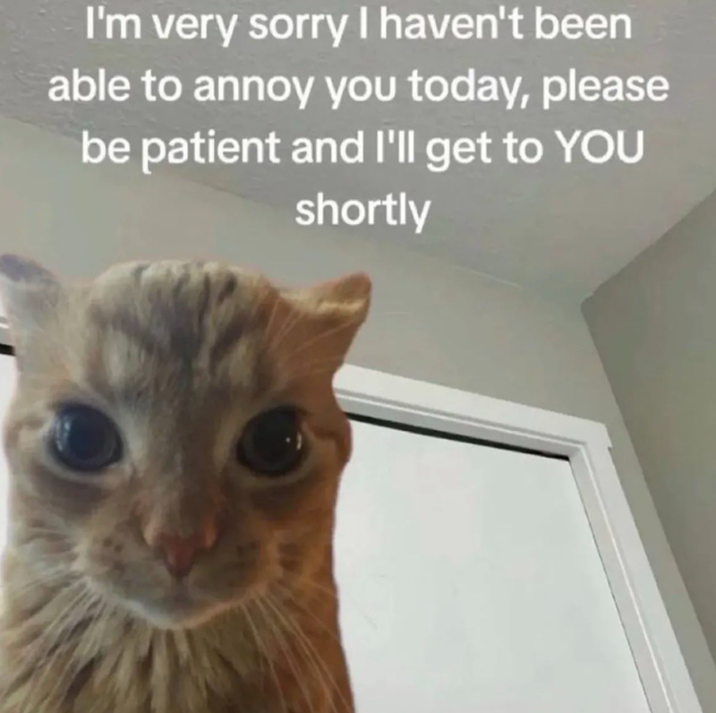 I'm very sorry I haven't been able to annoy you today, please be patient and I'll get to YOU shortly