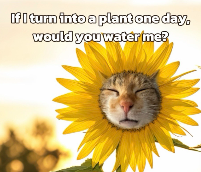 If I turn into a plant one day, would you water me?