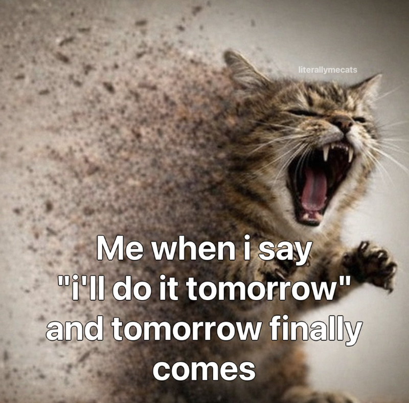 literallymecats Me when i say i'll do it tomorrow" and tomorrow finally comes