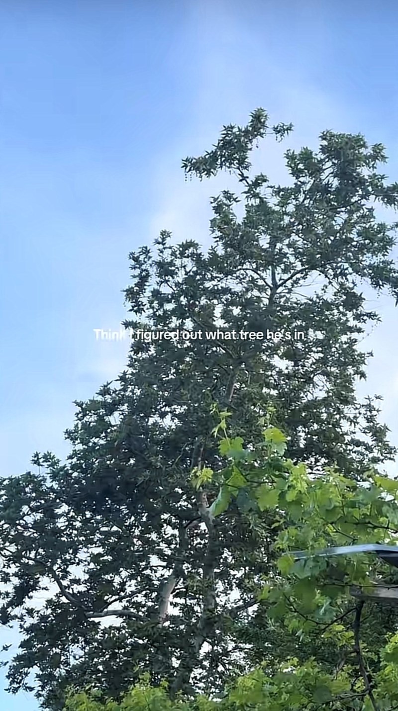 Think figured out what tree he's in
