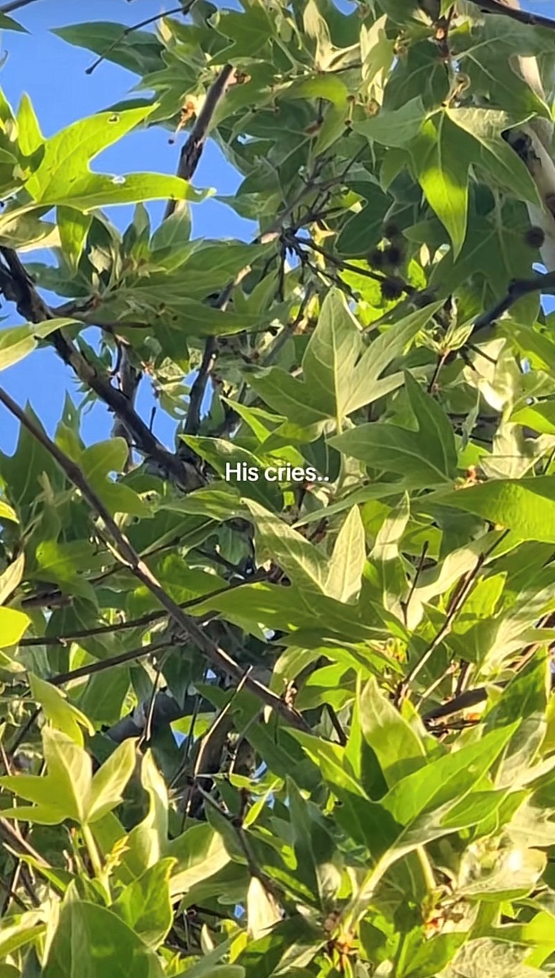 His cries..