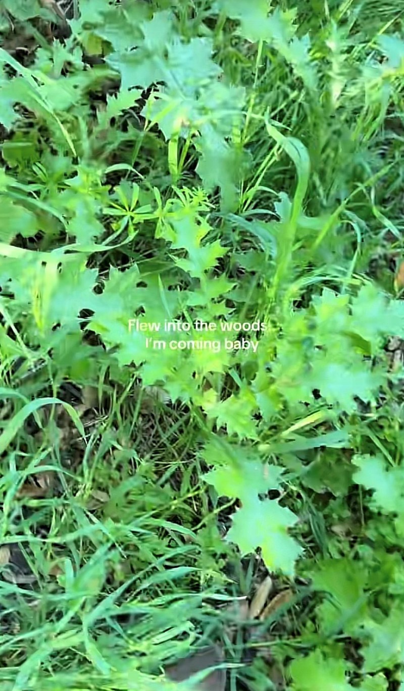 Flew into the woods I'm coming baby
