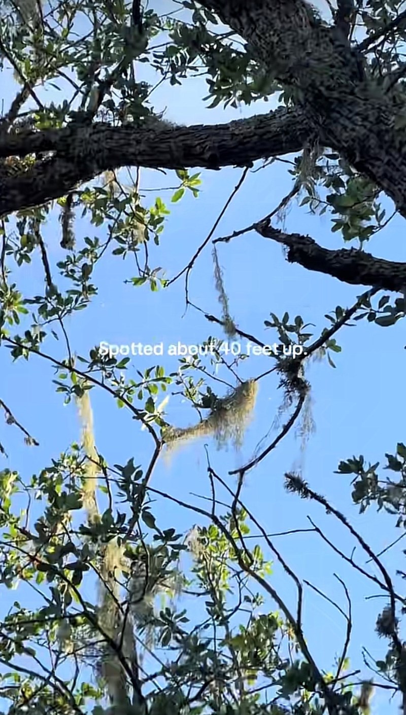 Spotted about 40 feet up.