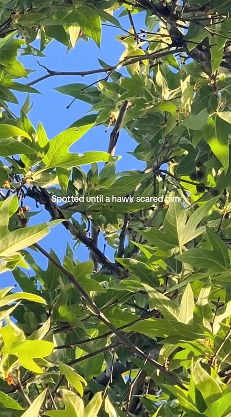 Spotted until a hawk scared him