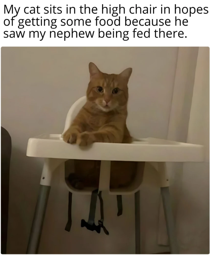 My cat sits in the high chair in hopes of getting some food because he saw my nephew being fed there.