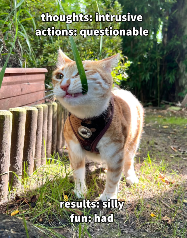 thoughts: intrusive actions: questionable CATEPIA results: silly fun: had