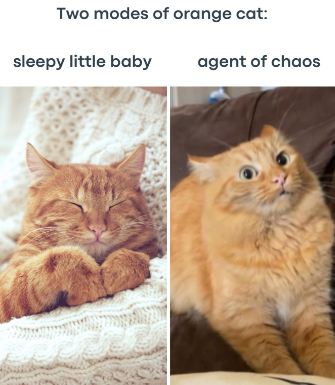 Two modes of orange cat: sleepy little baby agent of chaos