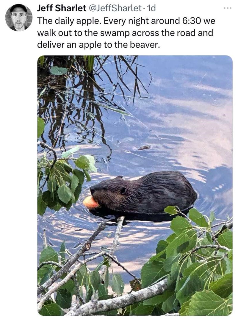 Jeff Sharlet @JeffSharlet. 1d The daily apple. Every night around 6:30 we walk out to the swamp across the road and deliver an apple to the beaver. 600