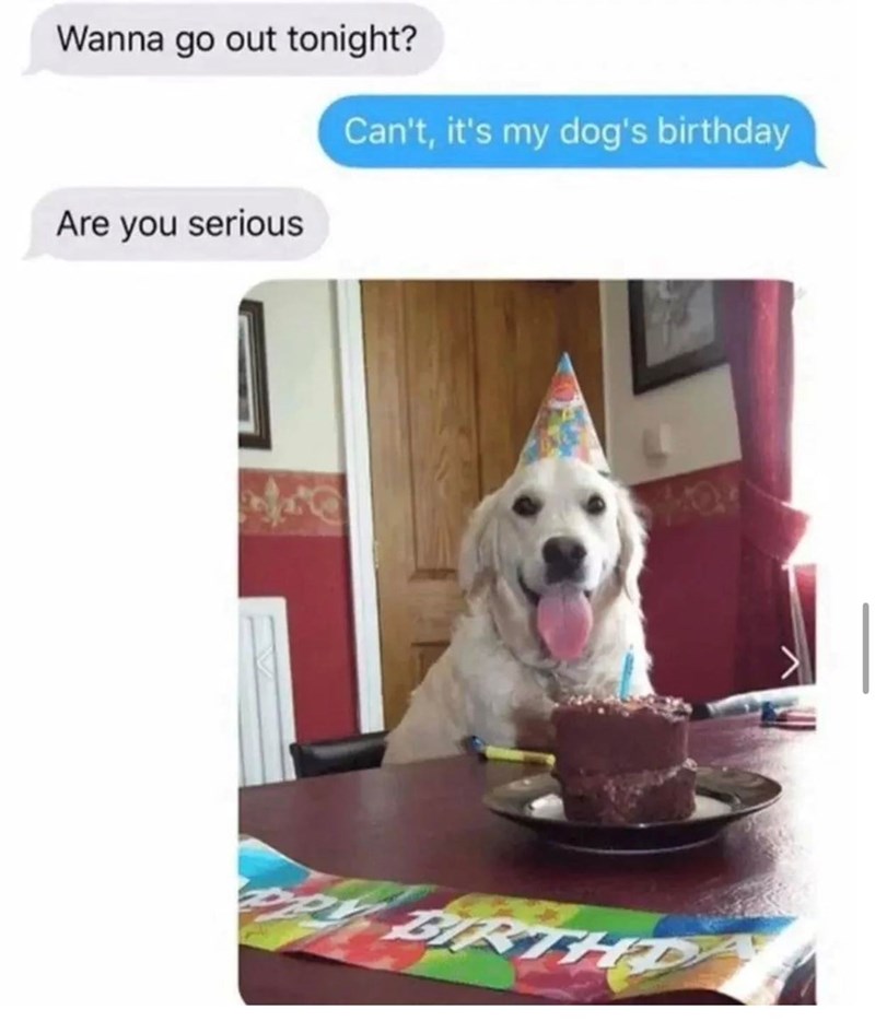 Wanna go out tonight? Are you serious Can't, it's my dog's birthday BIRTHD