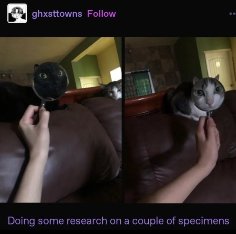 ghxsttowns Follow Doing some research on a couple of specimens