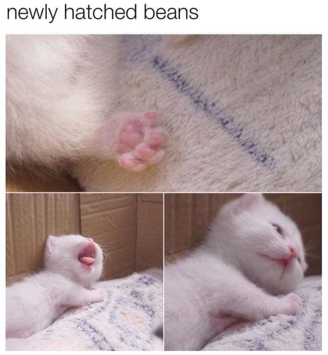newly hatched beans