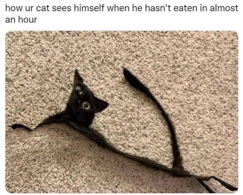 how ur cat sees himself when he hasn't eaten in almost an hour
