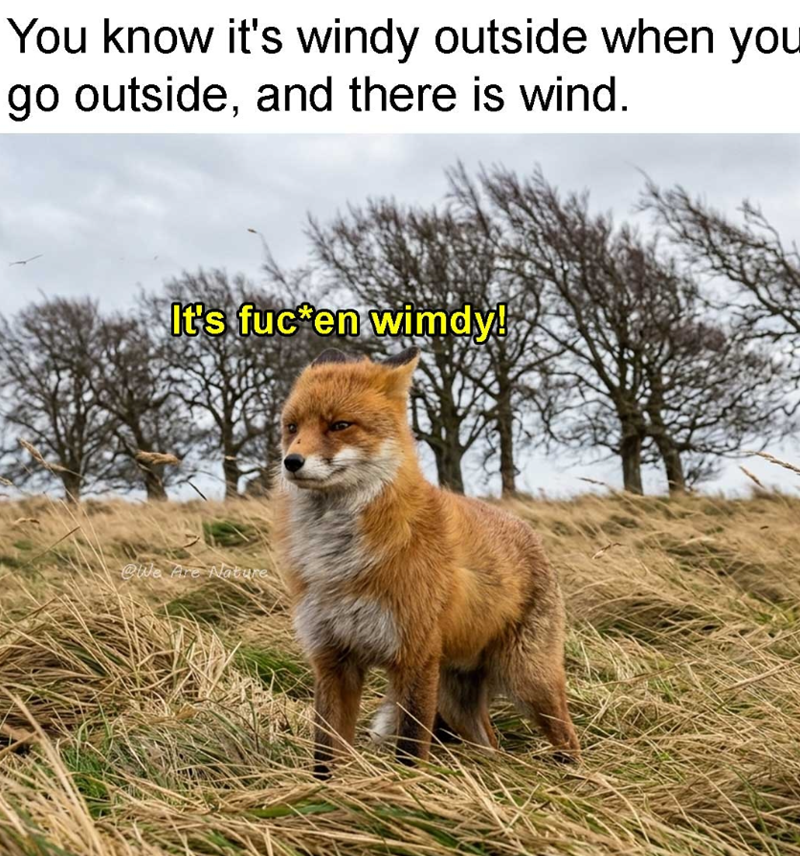 You know it's windy outside when you go outside, and there is wind. It's fuc en wimdy! @We Are Nature