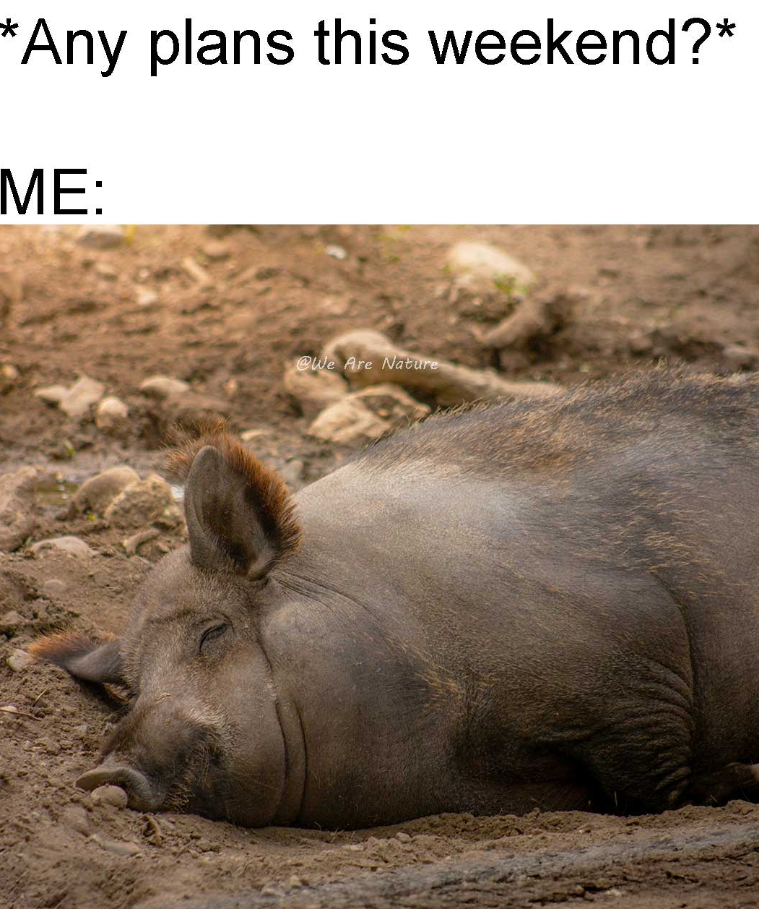 *Any plans this weekend?* ME: @We Are Nature