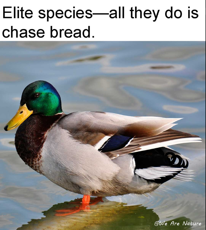 Elite species-all they do is chase bread. @We Are Nature