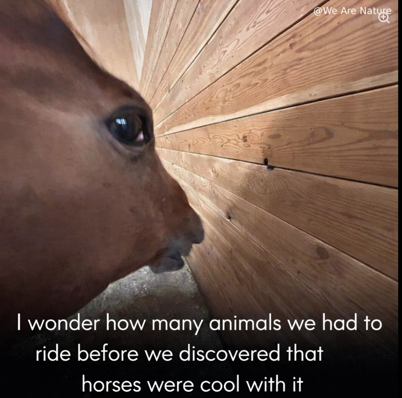 @We Are Nature ature I wonder how many animals we had to ride before we discovered that horses were cool with it