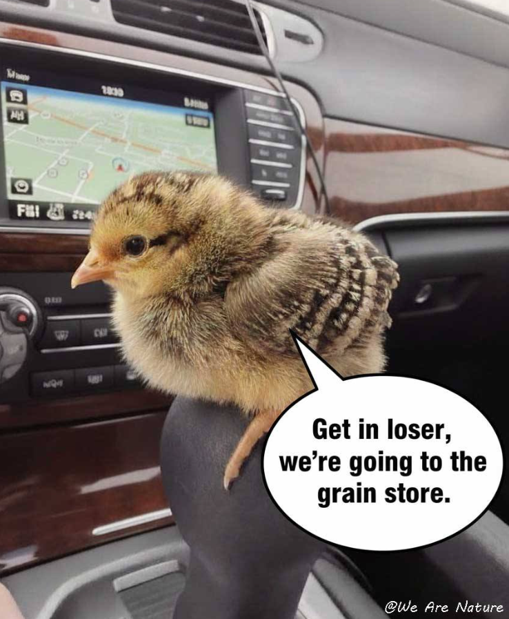 M 18:30 B AH O Fa 214 CAF 1881 Get in loser, we're going to the grain store. @We Are Nature