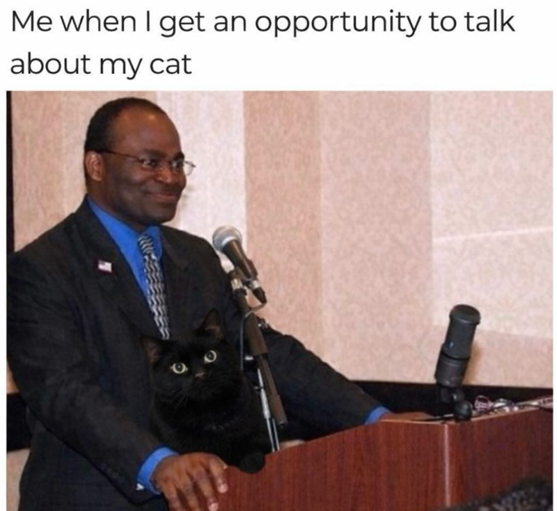 Me when I get an opportunity to talk about my cat
