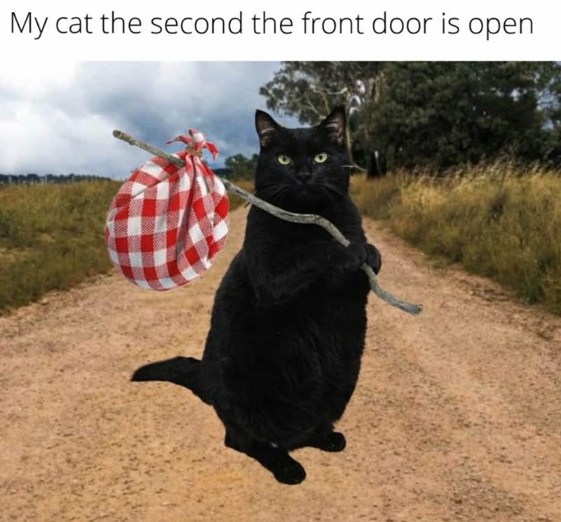 My cat the second the front door is open