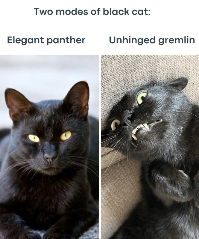 Two modes of black cat: Elegant panther Unhinged gremlin