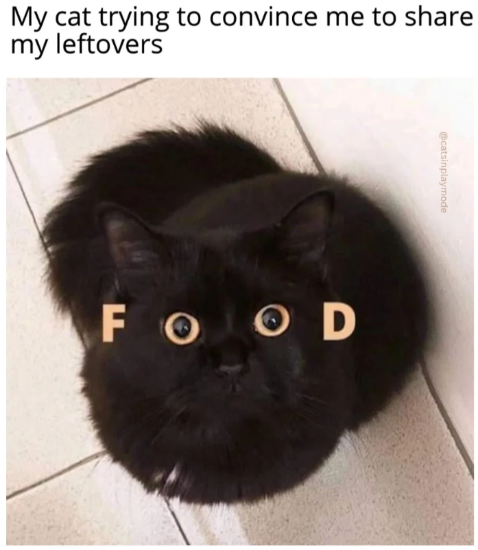 My cat trying to convince me to share my leftovers @catsinplaymode FOOD
