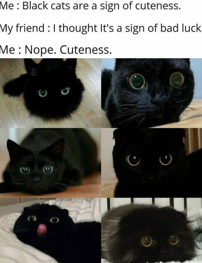 Me: Black cats are a sign of cuteness. My friend : I thought It's a sign of bad luck. Me: Nope. Cuteness.