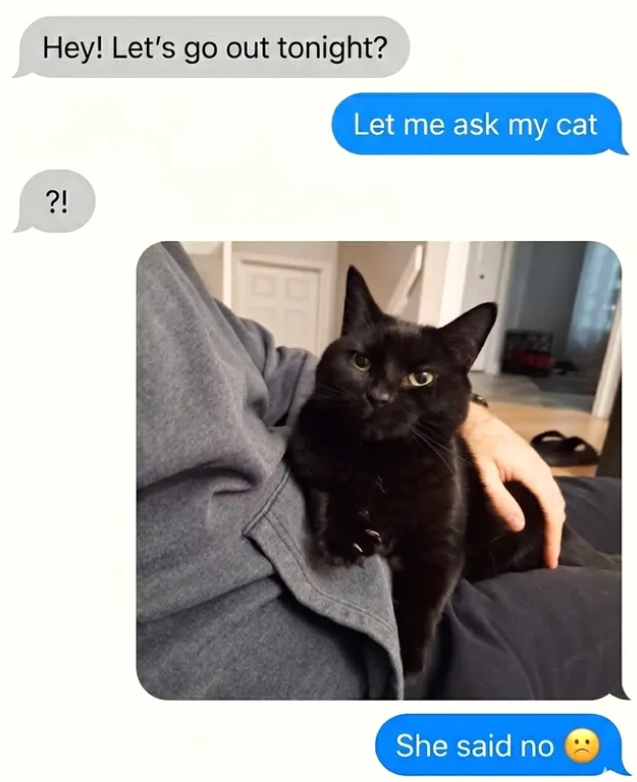 Hey! Let's go out tonight? Let me ask my cat ?! She said no