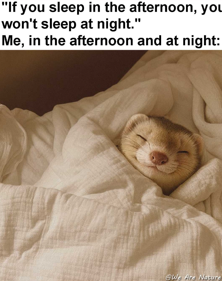 "If you sleep in the afternoon, you won't sleep at night." Me, in the afternoon and at night: @We Are Nature