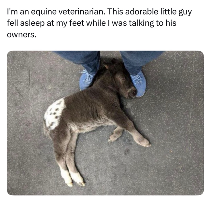I'm an equine veterinarian. This adorable little guy fell asleep at my feet while I was talking to his owners.
