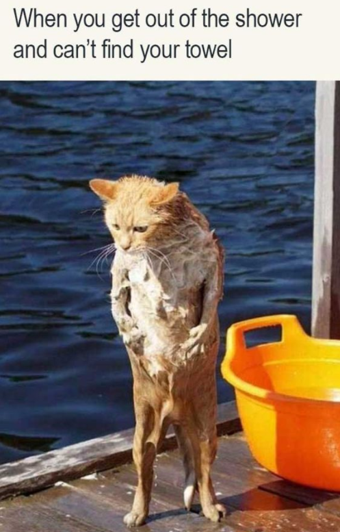 When you get out of the shower and can't find your towel