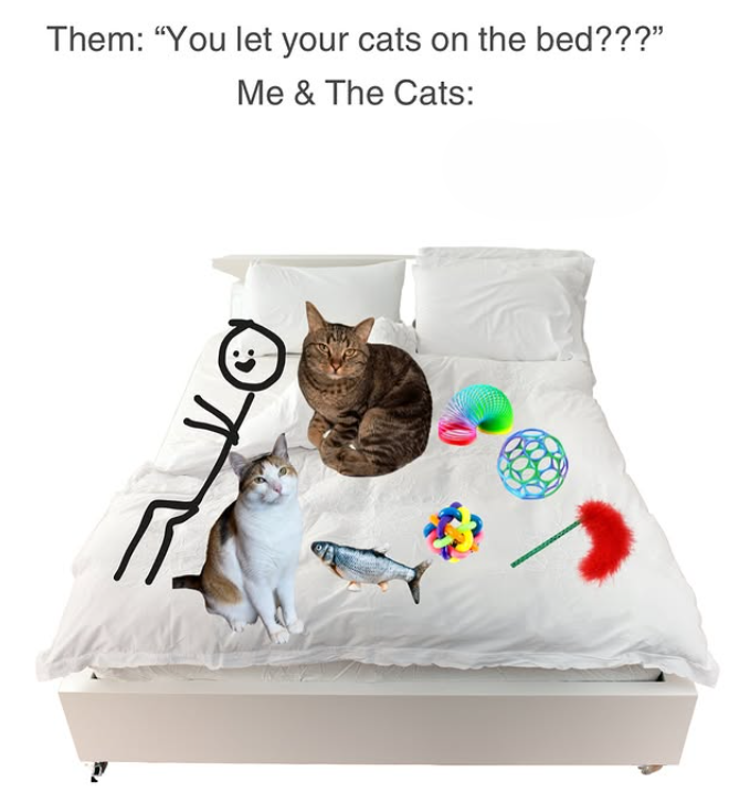 Them: "You let your cats on the bed???" Me & The Cats: