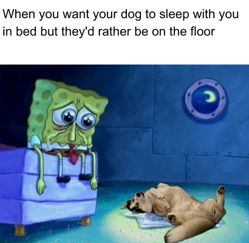 When you want your dog to sleep with you in bed but they'd rather be on the floor C ว
